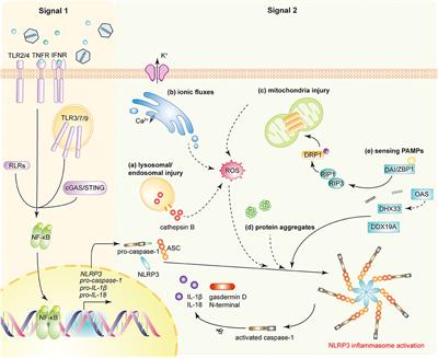 NLRP3 Inflammasome—A Key Player in Antiviral Responses